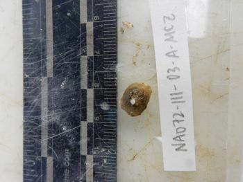 Media type: image;   Invertebrate Zoology 139316
